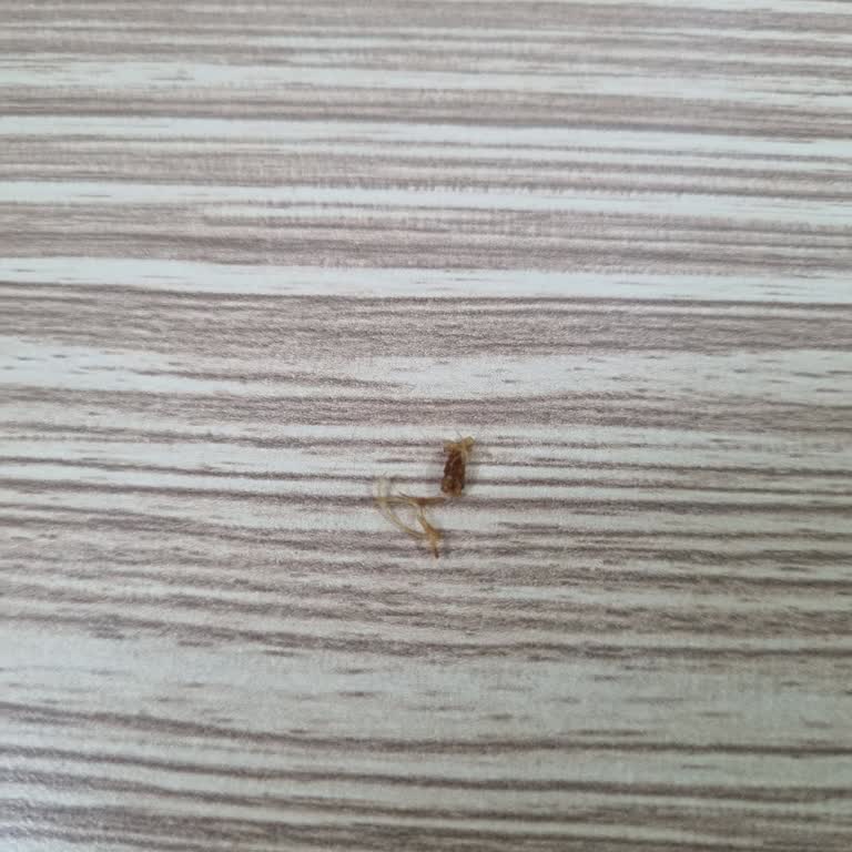 Kapalı Paket Cipste Yabancı Madde Şoku: Gıda Güvenliği Endişesi