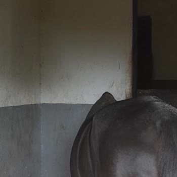 Hayvanların Ticari Amaçla Sakat Bırakılması Ve Kötü Koşullarda Çalıştırılması