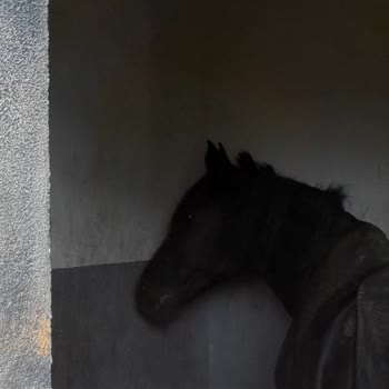 Hayvanların Ticari Amaçla Sakat Bırakılması Ve Kötü Koşullarda Çalıştırılması