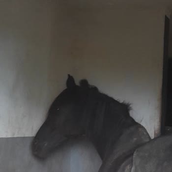 MaxFun Atların Sağlıkları Bozulmuş