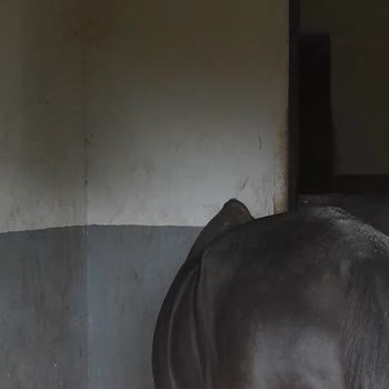 MaxFun Atların Sağlıkları Bozulmuş