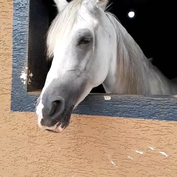 MaxFun Atların Sağlıkları Bozulmuş