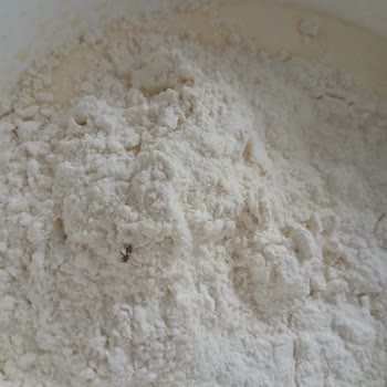 Son Kullanma Tarihi Geçmemiş Undan Böcek Çıkması Hijyen Endişesi Yarattı