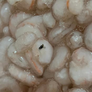 Bando Balık Ve Su Ürünleri Bozuk Karides Satışı Nedeniyle Gıda Güvenliği