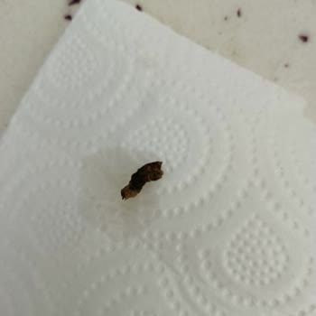 Konserve Mısırdan Çıkan Kurt Şokuyla Sarsılan Güven