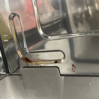 Bosch Bulaşık Makinesinde Ciddi Paslanma Ve Garanti Desteği Sorunu