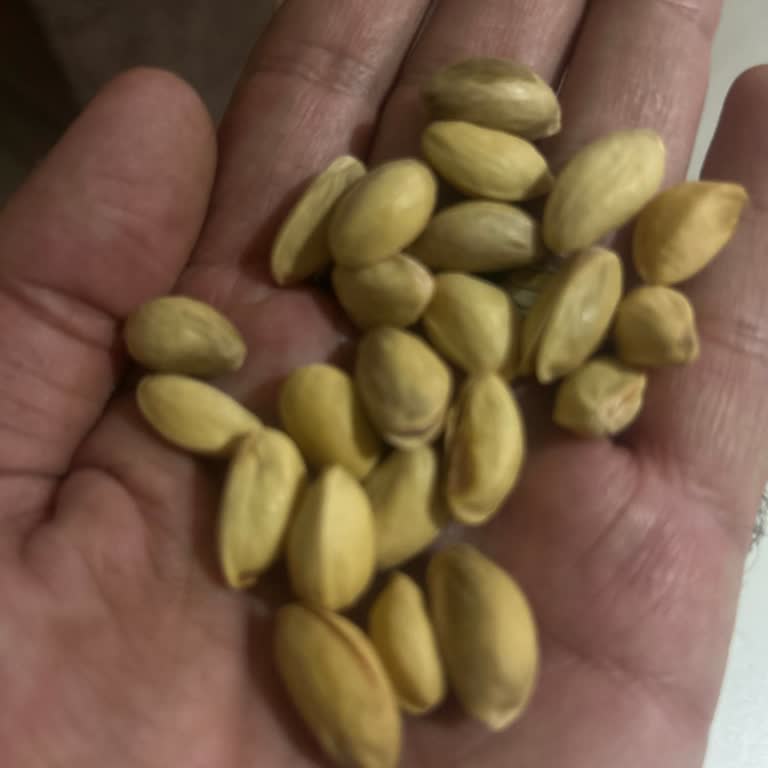 Aldığım Antep Fıstığı Paketi İçinden Kalitesiz Ve Kırık Taneler Çıktı