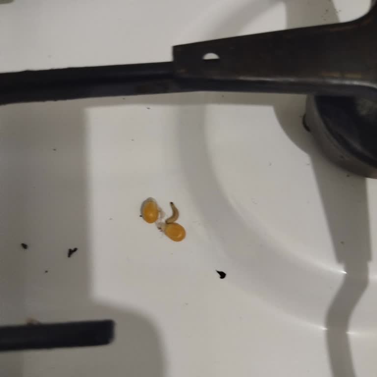 A101'den Alınan Patlamış Mısırda Solucan Şoku Yaşadım