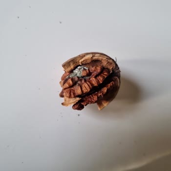 Epttavm Küflü Ve Kalitesiz Ceviz, Yorumum Sansürlendi!