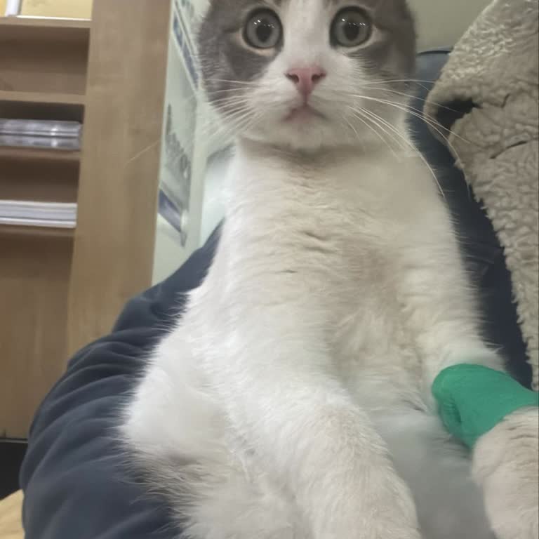 Hayvan Hastanesinde Ameliyat Öncesi Tehdit Ve Baskı İle Yorum Sildirme Girişimi