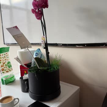 Solgun Ve Hasarlı Çiçek, Yetersiz Çözümle Mağduriyet Yaşadım