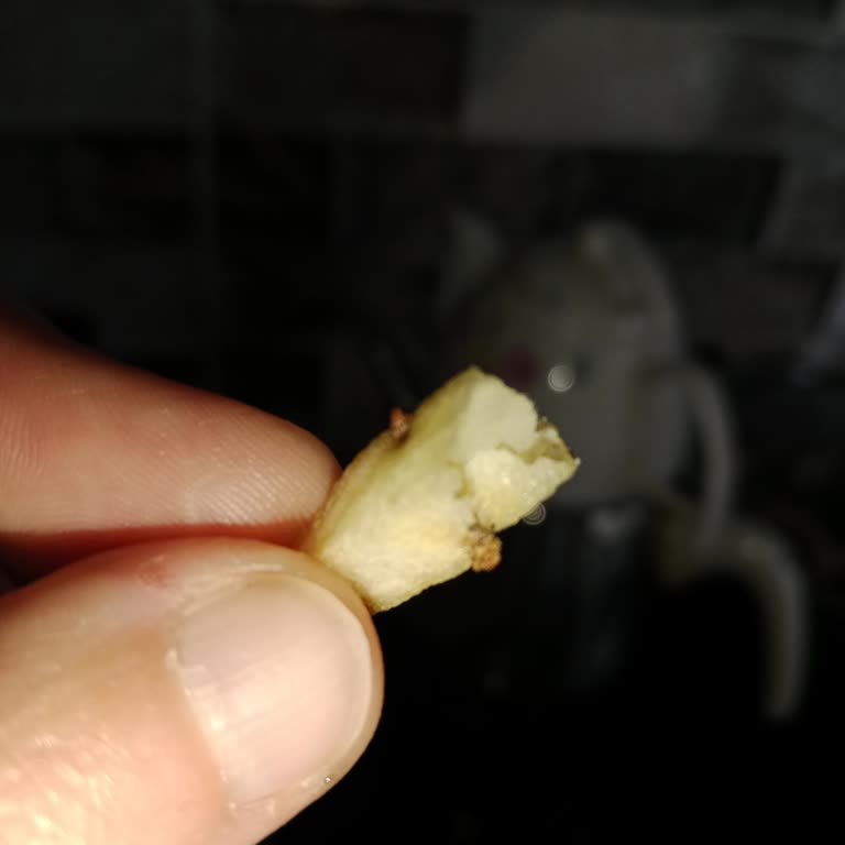 BİM'den Aldığım Mutfağım Patates İçinden Kurt Çıktı