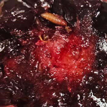 Dondurulmuş Böğürtlen Ürününde Kurt Çıkması Ve Hijyen Endişesi