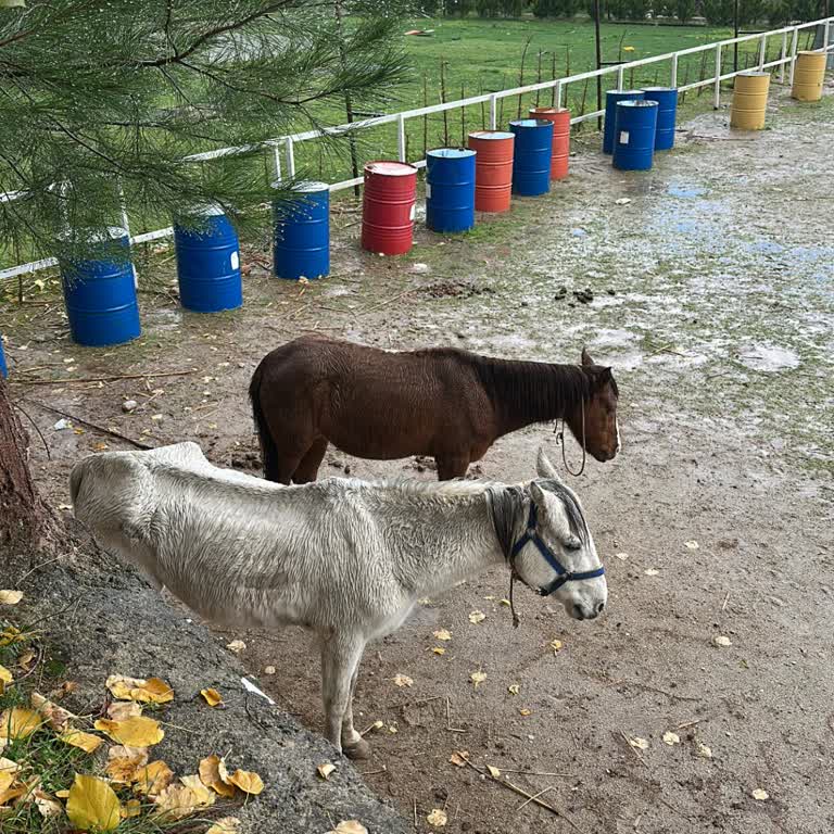 Yağmur Altında Atların Korunmasız Bırakılması Vicdanımı Sarsıyor