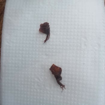 Konserve Üründe Yabancı Cisim: Gıda Güvenliği Endişesi