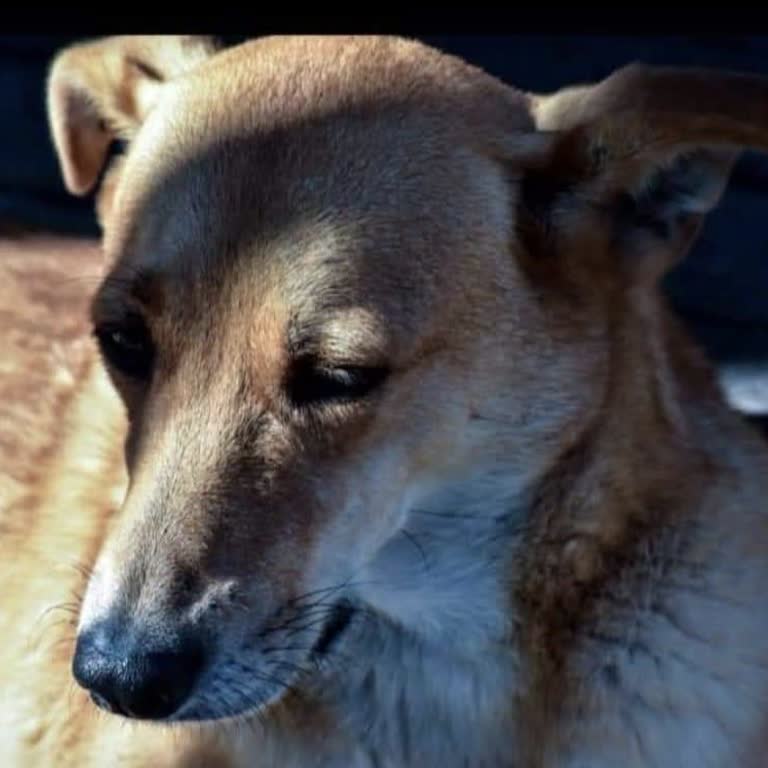 Pati Place Veteriner Kliniği Köpeğimizin Ölümünü Haber Vermeyip Belediyeye Teslim Etmesi