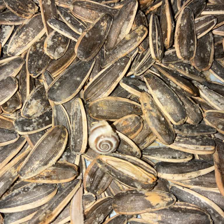 Peyman Gıda Ürününde Salyangoz Çıkması Nedeniyle Sağlık Ve Hijyen Endişesi