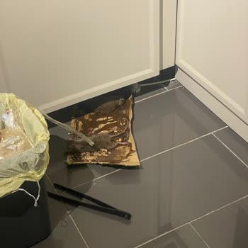 Park Panaroma Evleri'nde Süregelen Fare Sorunu Ve Yetersiz Çözüm