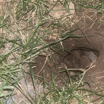 Park Panaroma Evleri'nde Süregelen Fare Sorunu Ve Yetersiz Çözüm