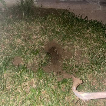 Park Panaroma Evleri'nde Süregelen Fare Sorunu Ve Yetersiz Çözüm