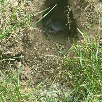 Park Panaroma Evleri'nde Süregelen Fare Sorunu Ve Yetersiz Çözüm