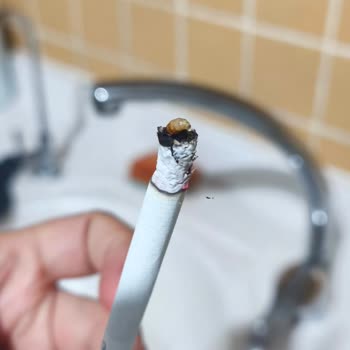 Sigara Paketinden Böcek Çıktı, Sağlığımız Tehlikede!