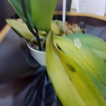 Çiçek Sepetinden Gelen Orkide Kırık Ve Sarı Yapraklı Geldi, Müşteri Temsilcisine Ulaşılamıyor