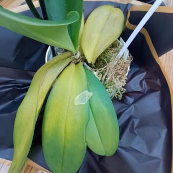 Çiçek Sepetinden Gelen Orkide Kırık Ve Sarı Yapraklı Geldi, Müşteri Temsilcisine Ulaşılamıyor