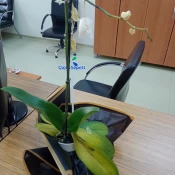 Çiçek Sepetinden Gelen Orkide Kırık Ve Sarı Yapraklı Geldi, Müşteri Temsilcisine Ulaşılamıyor