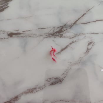 Namet Dana Sucukta Kötü Koku Ve Yabancı Madde Şoku