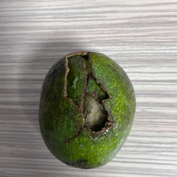 Çürük Avokado Teslimatı Ve Ücret İadesi Talebi