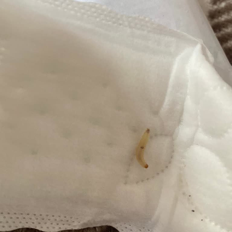 Molped Günlük Pedde Kurt Şoku: Sağlığımız Tehlikede!