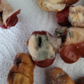 Küflü Ve Bayat İğde Gönderildi