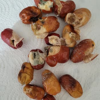 Küflü Ve Bayat İğde Gönderildi