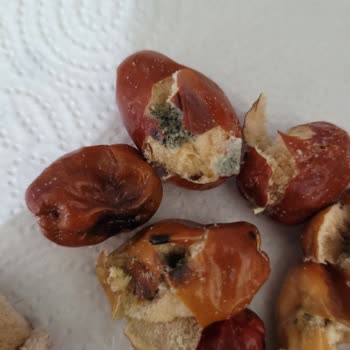 Küflü Ve Bayat İğde Gönderildi