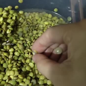 Reis Böcekli Yeşil Mercimek