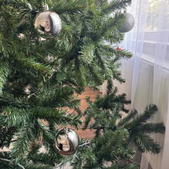 Eksik Dal Nedeniyle Yılbaşı Ağacında Mağduriyet Ve Çözüm Talebi