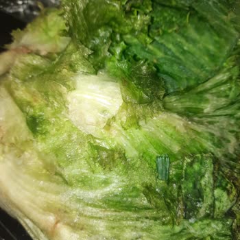 Vestel Buzdolabında Tekrarlayan Arıza Ve Yetersiz Servis Mağduriyeti