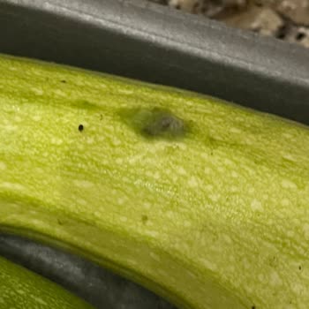 Aldığım Organik Ürünler Küflü Ve Sertifikasız Çıktı