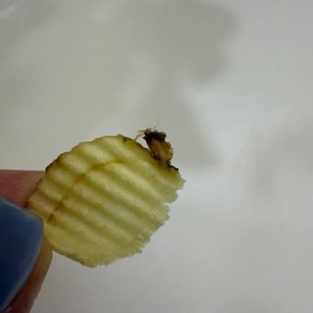 Cips Paketinden Kızarmış Böcek Şoku!