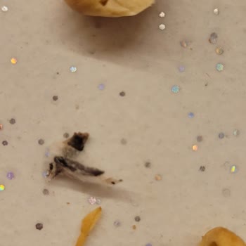 Aldığım Kuruyemişin İçinden Böcek Ve Güve Çıktı, Hijyen Konusunda Mağdur Oldum