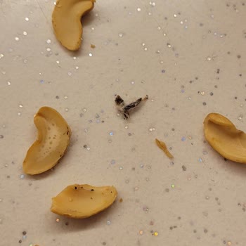 Aldığım Kuruyemişin İçinden Böcek Ve Güve Çıktı, Hijyen Konusunda Mağdur Oldum