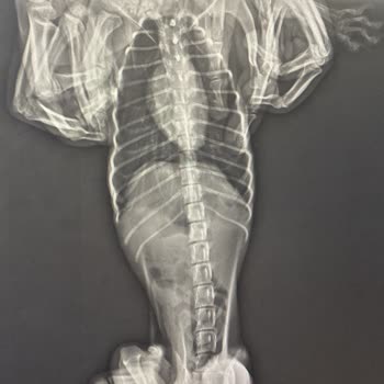 Yetersiz Bilgilendirme Ve İlgisiz Yaklaşım Nedeniyle Evcil Hayvanımın Kaybı