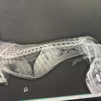 Yetersiz Bilgilendirme Ve İlgisiz Yaklaşım Nedeniyle Evcil Hayvanımın Kaybı