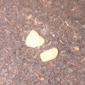 Satın Aldığım Çay Paketinde Yabancı Maddeyle Karşılaştım