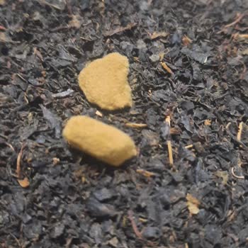 Satın Aldığım Çay Paketinde Yabancı Maddeyle Karşılaştım