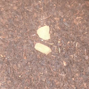 Satın Aldığım Çay Paketinde Yabancı Maddeyle Karşılaştım