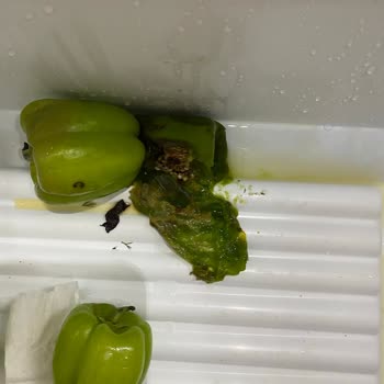 Bosch Buzdolabında Sebze Ve Meyve Bölmesinde Sürekli Bozulma Sorunu Ve Servis İlgisizliği