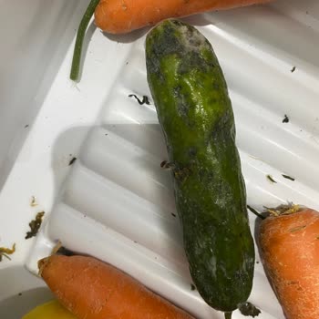 Bosch Buzdolabında Sebze Ve Meyve Bölmesinde Sürekli Bozulma Sorunu Ve Servis İlgisizliği