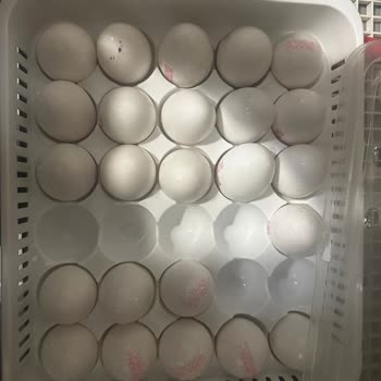 Son Kullanım Tarihi Geçmemiş Yumurtaların Bozuk Çıkması Ve Markanın Sorumluluk Almaması